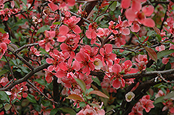 Spring Fashion Flowering Quince (Chaenomeles speciosa 'Spring Fashion') at Lakeshore Garden Centres