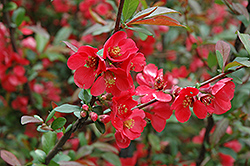 Baltzii Flowering Quince (Chaenomeles speciosa 'Baltzii') at Lakeshore Garden Centres