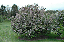 Rivers Flowering Crab (Malus spectabilis 'Riversii') at A Very Successful Garden Center