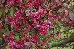 Profusion Flowering Crab (Malus 'Profusion') at A Very Successful Garden Center