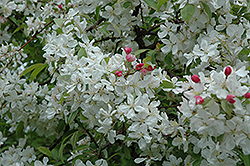 Kirk Flowering Crab (Malus 'Kirk') at A Very Successful Garden Center