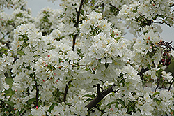 Amberina Flowering Crab (Malus 'Amberina') at A Very Successful Garden Center