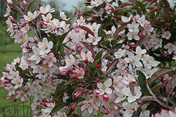 May's Delight Flowering Crab (Malus 'May's Delight') at Lakeshore Garden Centres