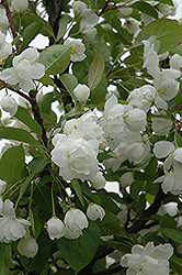 Madonna Flowering Crab (Malus 'Madonna') at A Very Successful Garden Center