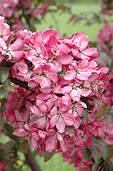 American Masterpiece Flowering Crab (Malus 'American Masterpiece') at A Very Successful Garden Center