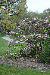 George Henry Kern Magnolia (Magnolia 'George Henry Kern') at Stonegate Gardens