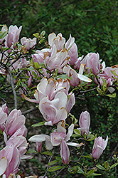 George Henry Kern Magnolia (Magnolia 'George Henry Kern') at A Very Successful Garden Center