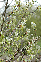 Korean Oak (Quercus serrata) at Stonegate Gardens