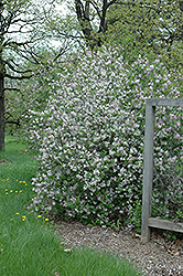 Manchurian Lilac (Syringa patula) at A Very Successful Garden Center