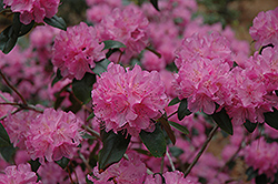 Marjorie Azalea (Rhododendron 'Marjorie') at A Very Successful Garden Center