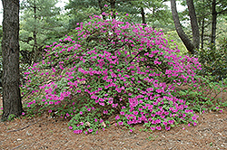 Marjorie Azalea (Rhododendron 'Marjorie') at Stonegate Gardens