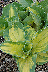 Great Expectations Hosta (Hosta 'Great Expectations') at Stonegate Gardens