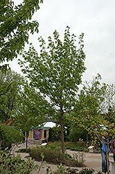 Sherwood Glen Green Ash (Fraxinus pennsylvanica 'Sherwood Glen') at A Very Successful Garden Center