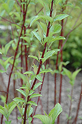 Alleman's Compact Dogwood (Cornus sericea 'Alleman's Compact') at The Mustard Seed