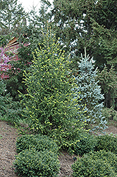 Golden Norway Spruce (Picea abies 'Aurea') at A Very Successful Garden Center