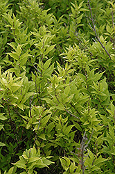 Golden Deutzia (Deutzia gracilis 'Aurea') at Lakeshore Garden Centres