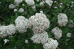Fragrant Viburnum (tree form) (Viburnum x carlcephalum '(tree form)') at A Very Successful Garden Center