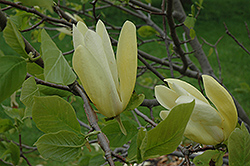 Limelight Magnolia (Magnolia 'Limelight') at A Very Successful Garden Center