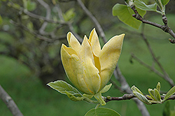 Miss Honeybee Magnolia (Magnolia cordata 'Miss Honeybee') at A Very Successful Garden Center
