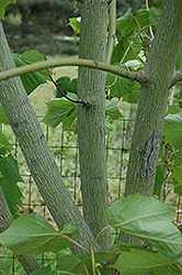 Snakebark Maple (Acer tegmentosum) at A Very Successful Garden Center