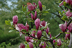 Lily Magnolia (Magnolia liliiflora) at Lakeshore Garden Centres