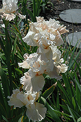 Eramosa Miss Iris (Iris 'Eramosa Miss') at Stonegate Gardens
