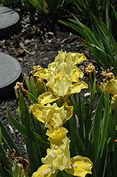 Bonus Baby Iris (Iris 'Bonus Baby') at Stonegate Gardens