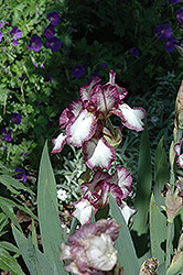 Chatterbox Iris (Iris 'Chatterbox') at A Very Successful Garden Center