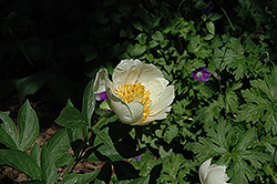Starlight Peony (Paeonia 'Starlight') at A Very Successful Garden Center