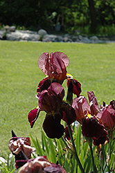 Indian Chiefr Iris (Iris 'Indian Chief') at Lakeshore Garden Centres
