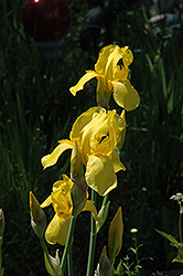 Lighted Window Iris (Iris 'Lighted Window') at A Very Successful Garden Center