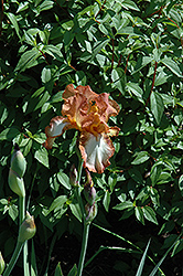 Henna Stitches Iris (Iris 'Henna Stitches') at A Very Successful Garden Center