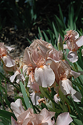Abridged Version Iris (Iris 'Abridged Version') at A Very Successful Garden Center