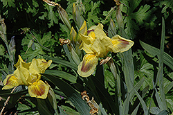 Curio Iris (Iris 'Curio') at A Very Successful Garden Center