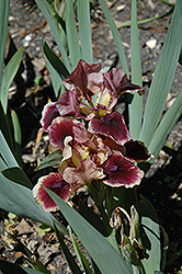 Cherry Web Iris (Iris 'Cherry Web') at A Very Successful Garden Center