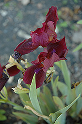 Garnet Elf Iris (Iris 'Garnet Elf') at Lakeshore Garden Centres