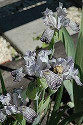 Reginae Variegated Iris (Iris variegata 'var. reginae') at Stonegate Gardens