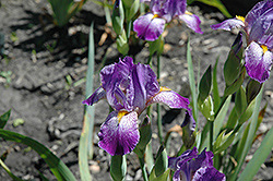 Ozark Maid Iris (Iris 'Ozark Maid') at Stonegate Gardens