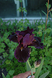 Sinister Desire Iris (Iris 'Sinister Desire') at Lakeshore Garden Centres