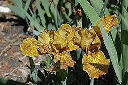 Rusty Dusty Iris (Iris 'Rusty Dusty') at Lakeshore Garden Centres