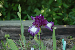 Jesse's Edition Iris (Iris 'Jesse's Edition') at A Very Successful Garden Center