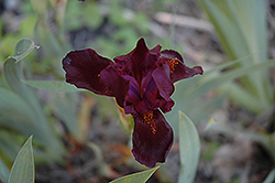 Can't Wait Iris (Iris 'Can't Wait') at A Very Successful Garden Center