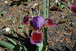 Bright Beacon Iris (Iris 'Bright Beacon') at A Very Successful Garden Center