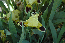 Bugsy Iris (Iris 'Bugsy') at Stonegate Gardens