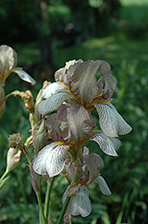 Dainty Pastel Iris (Iris 'Dainty Pastel') at A Very Successful Garden Center