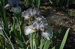 Chubby Cheeks Iris (Iris 'Chubby Cheeks') at Stonegate Gardens