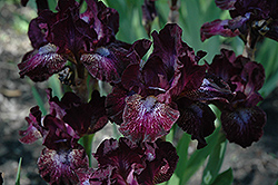 Hoodlum Iris (Iris 'Hoodlum') at Stonegate Gardens