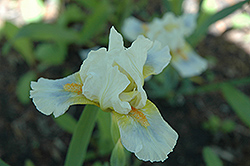 Totally Cool Iris (Iris 'Totally Cool') at A Very Successful Garden Center