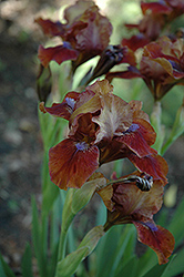 Tantara Iris (Iris 'Tantara') at A Very Successful Garden Center