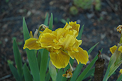 Butterscotch Carpet Iris (Iris 'Butterscotch Carpet') at A Very Successful Garden Center